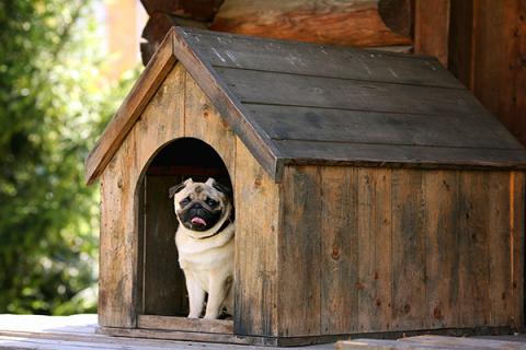 A small pug sitting inside its dog house