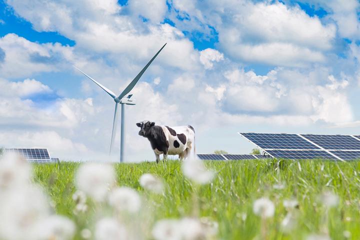 cow in field with wind turbine and solar farm in the background