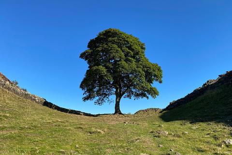 sycamore gap 600