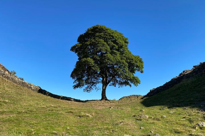 sycamore gap 950