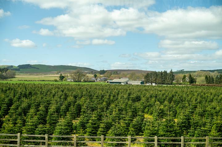 A Christmas tree farm in the countryside, underneath a blue sky with some clouds