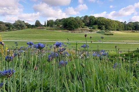 Grassy landscape with trees and wildflowers