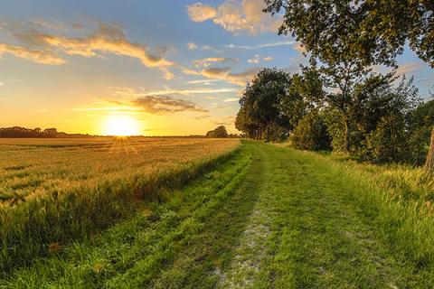 Image of a cornfield with a sunrise in the background